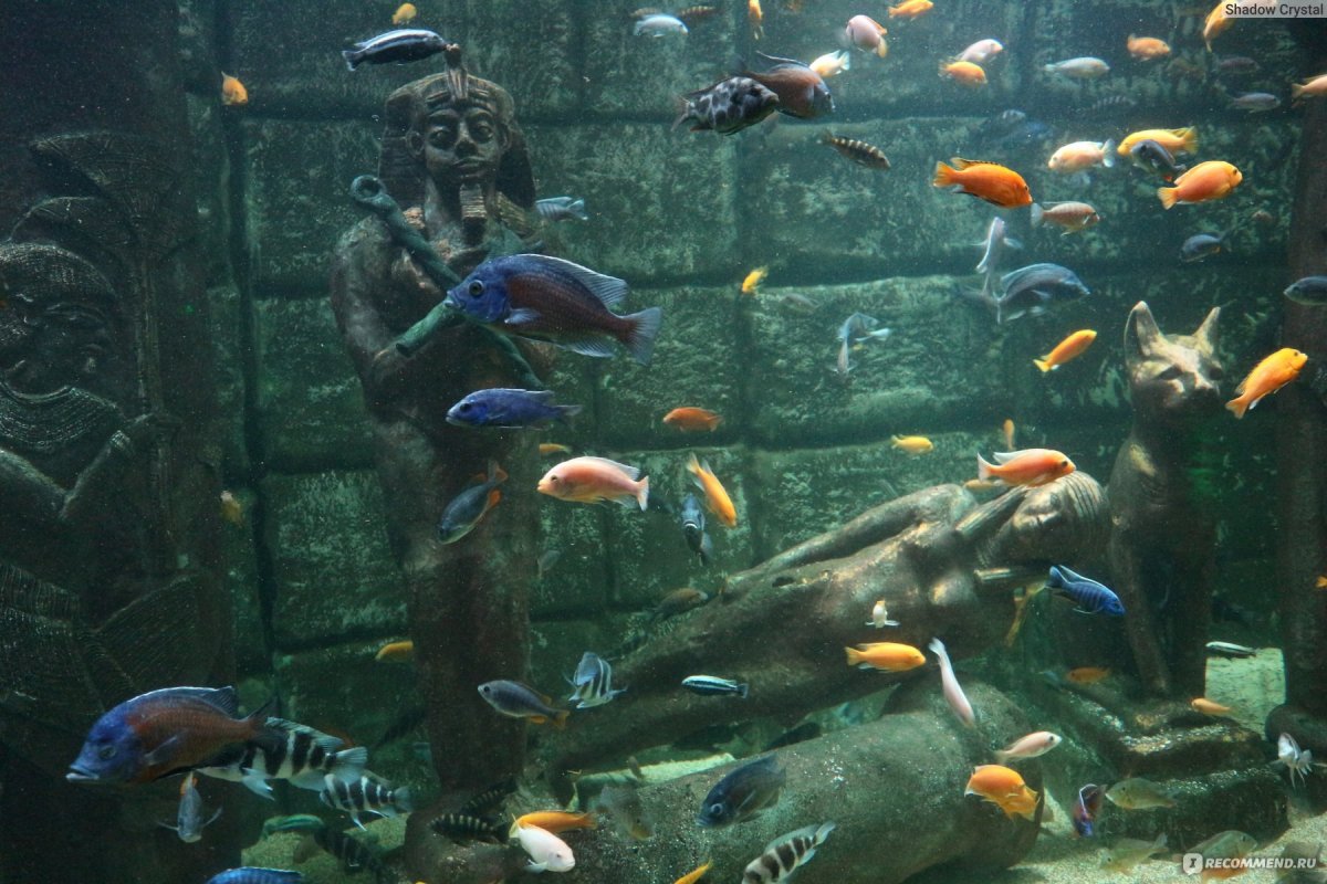 Аквариум хищники