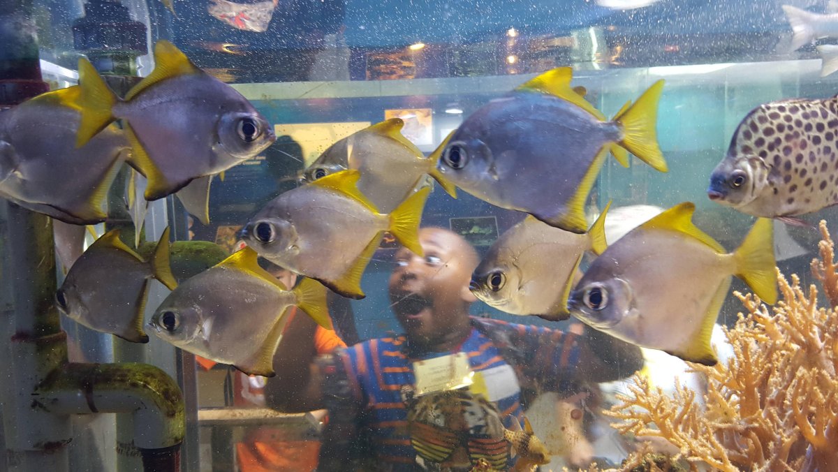 Прикольные аквариумные рыбки