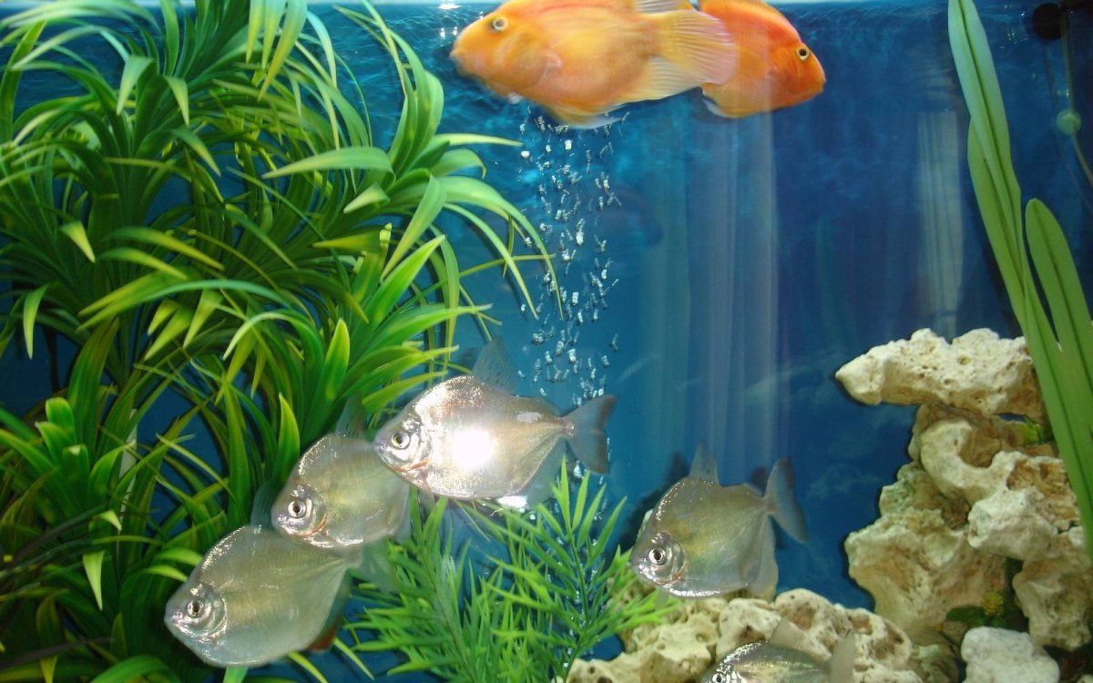 Круглый аквариум с рыбками