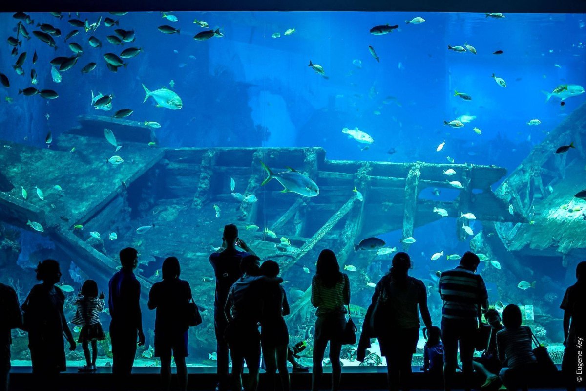 Аквариум цихлидник озеро Малави