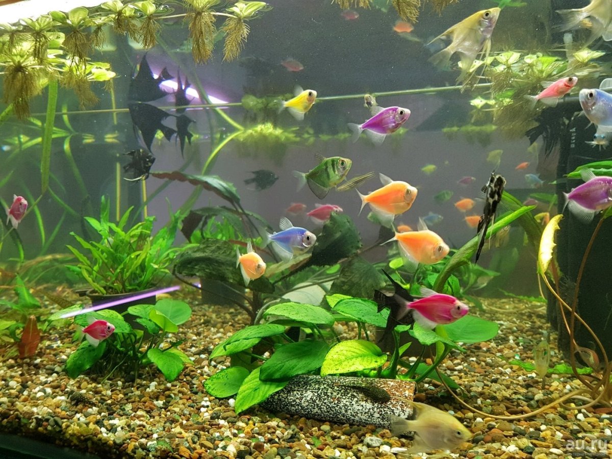 Тернеция аквариумная