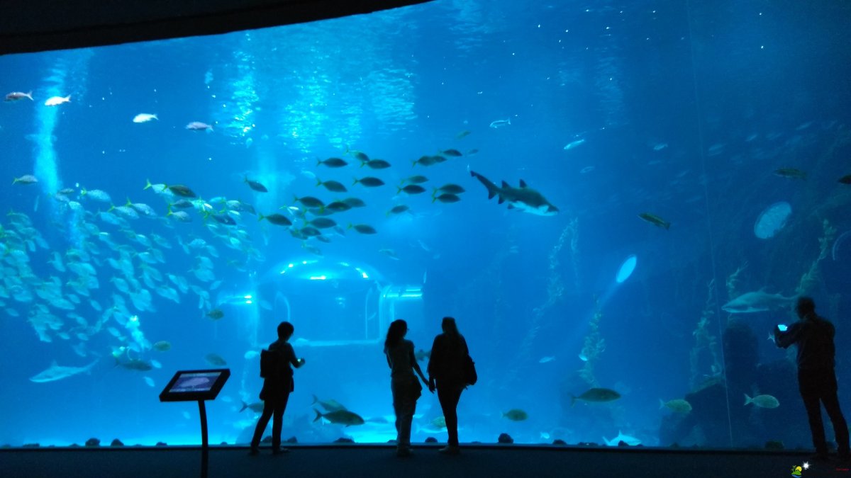 Большой аквариум в Воронеж