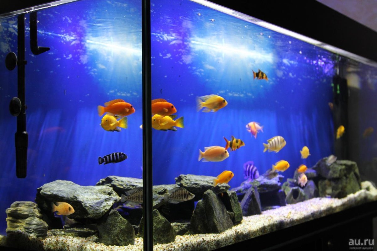 Аквариум Рипли Торонто