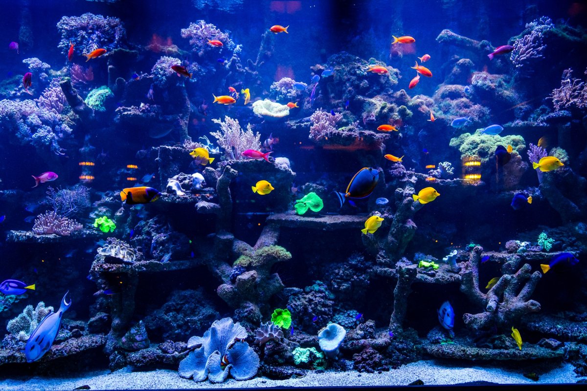 Аквариум 4к