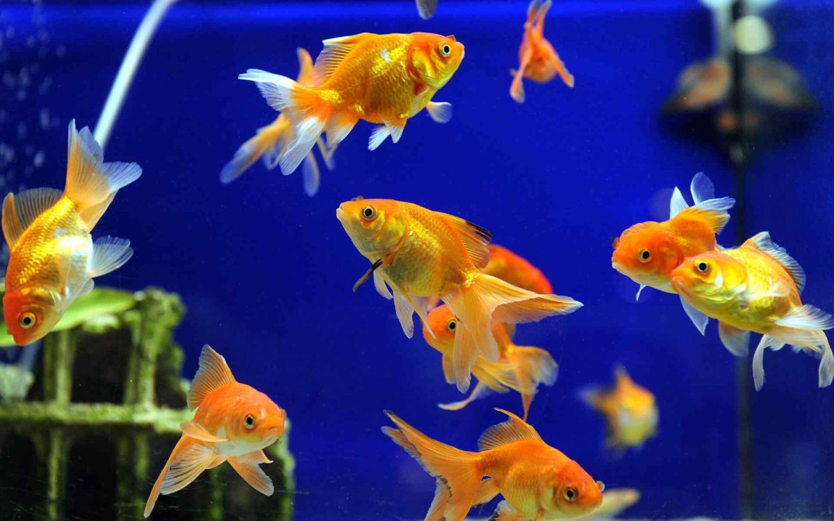 Большие рыбки для аквариума