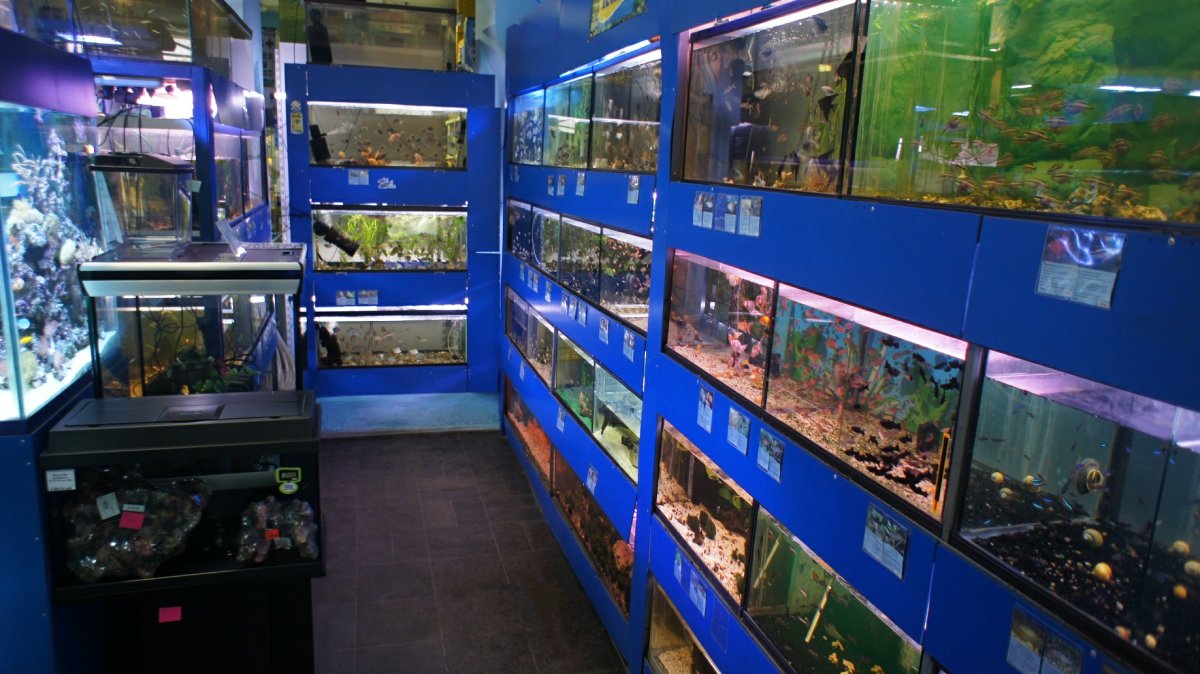 Зоомагазин рыбки