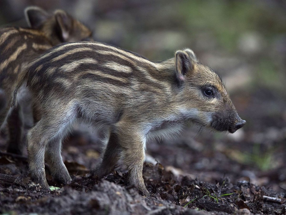 Кабанята полосатые