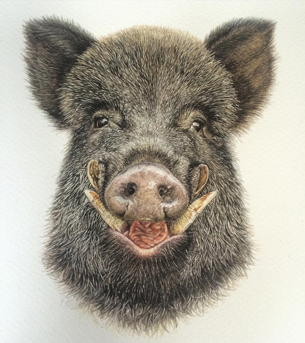 Морда дикого кабана