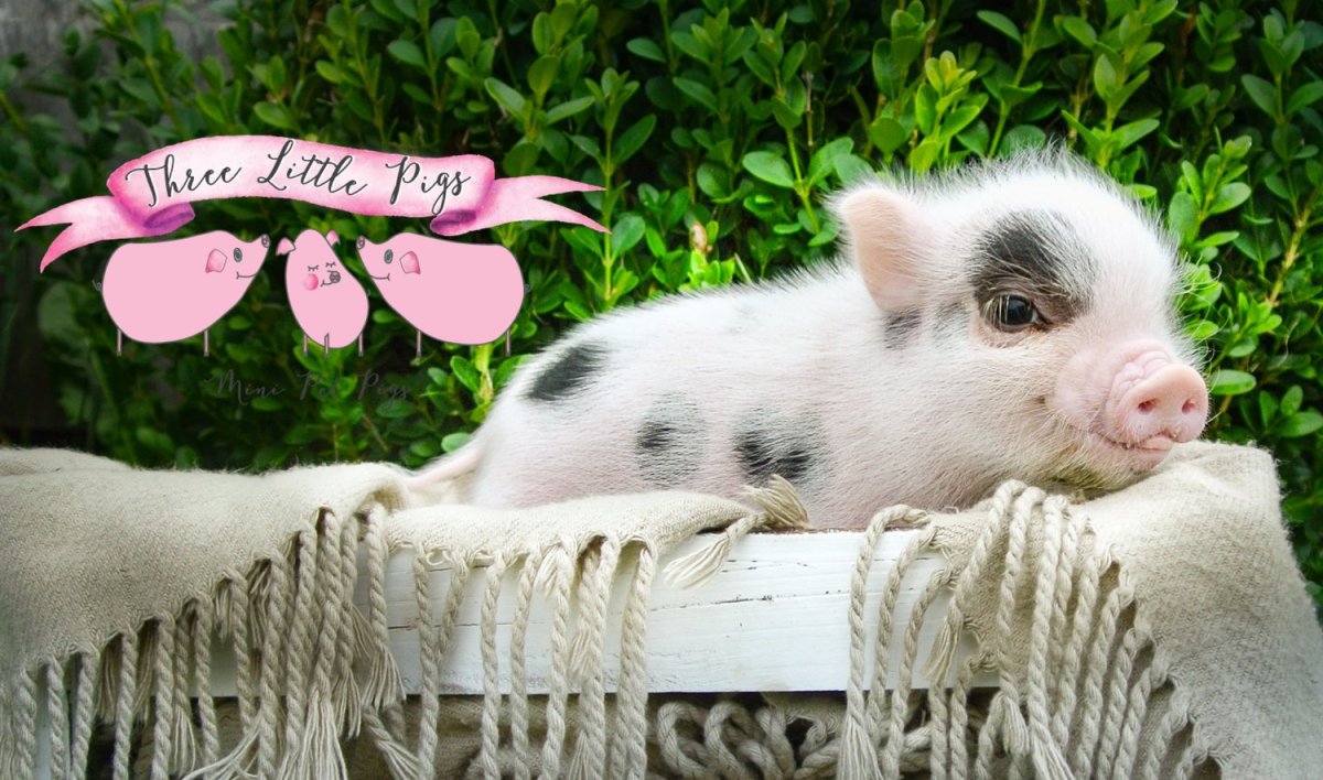 Поросенок с бантиком