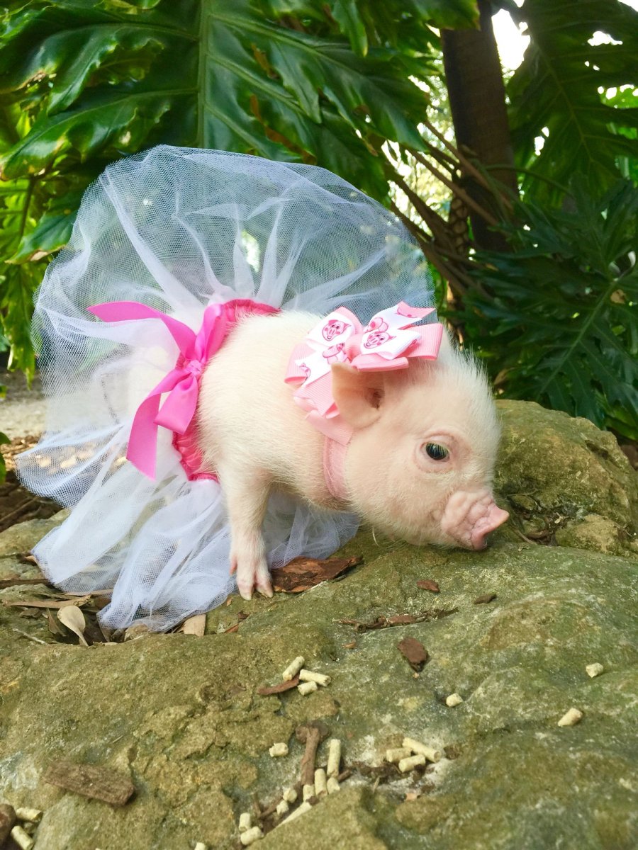 Поросенок минипиг