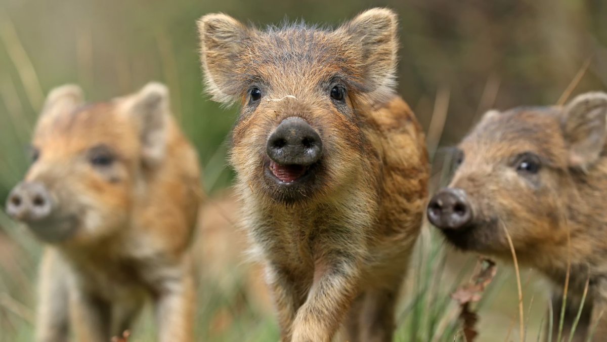 Кабанята фото