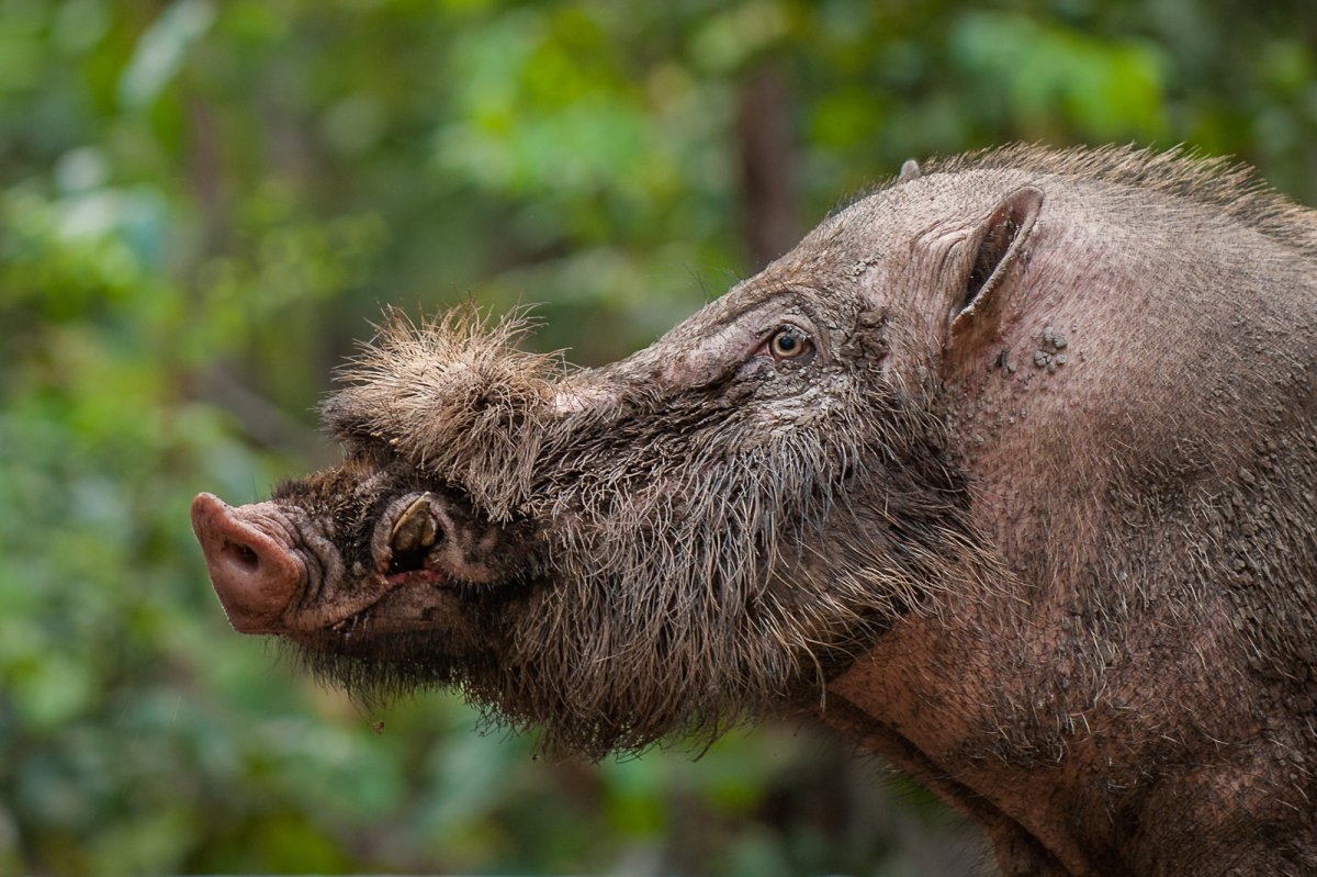 Бородатая свинья Борнео