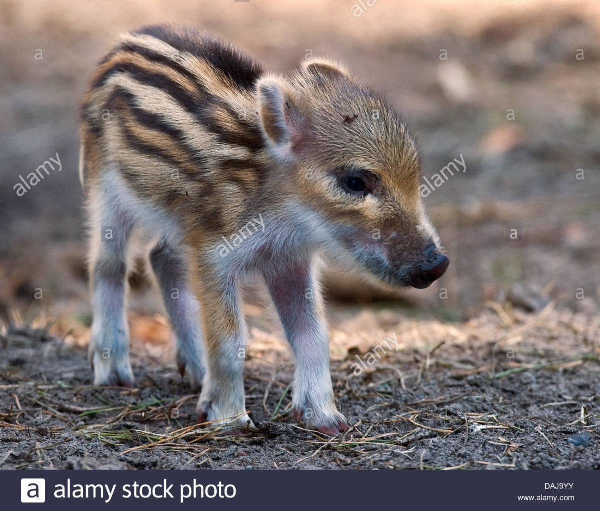 Кабанята полосатые