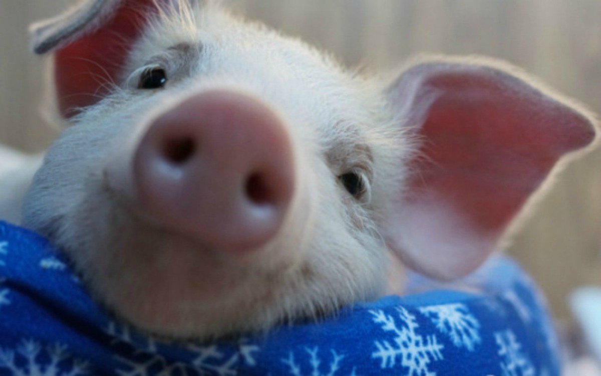 Милые поросята