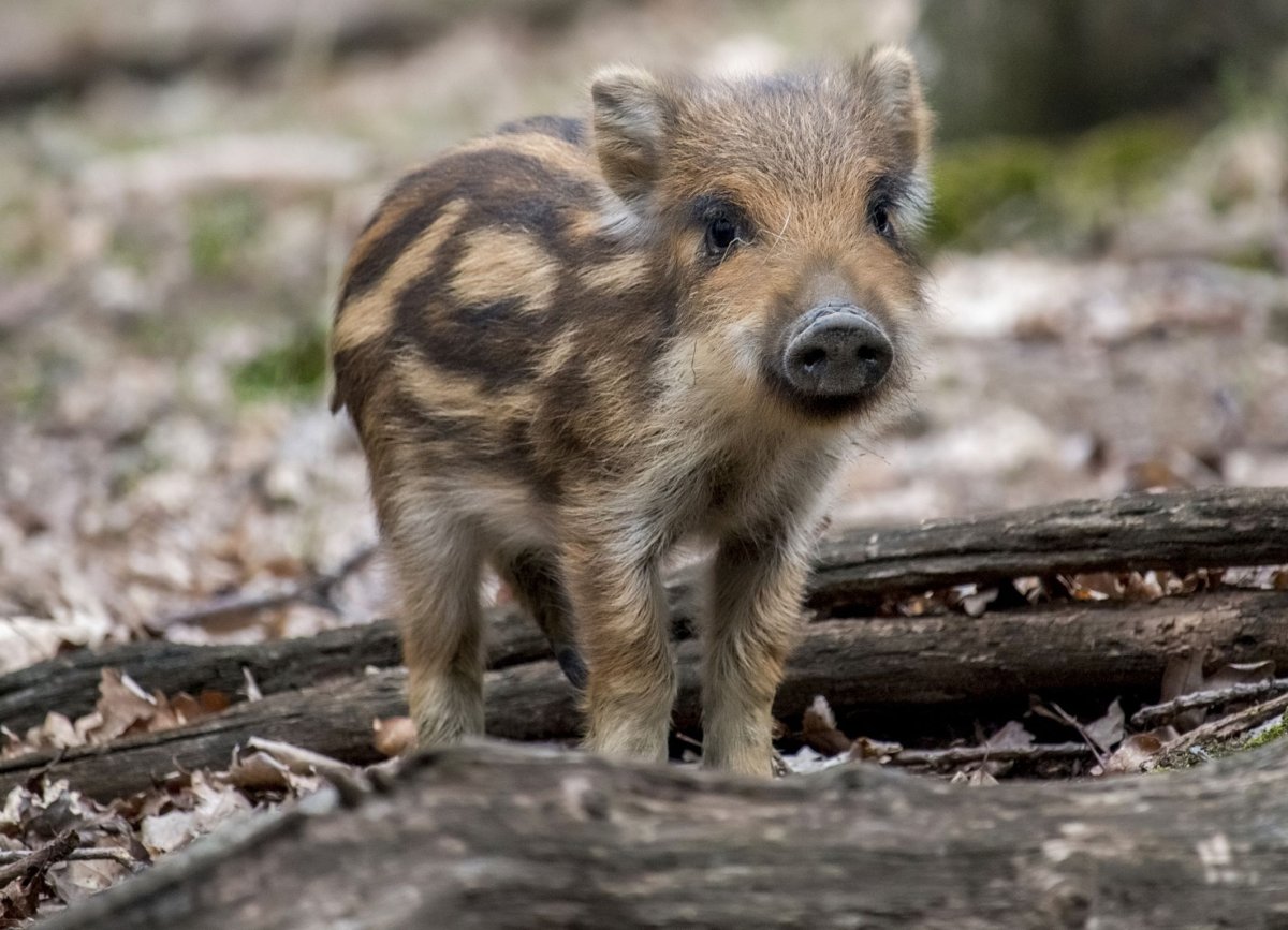 Милые кабанчики