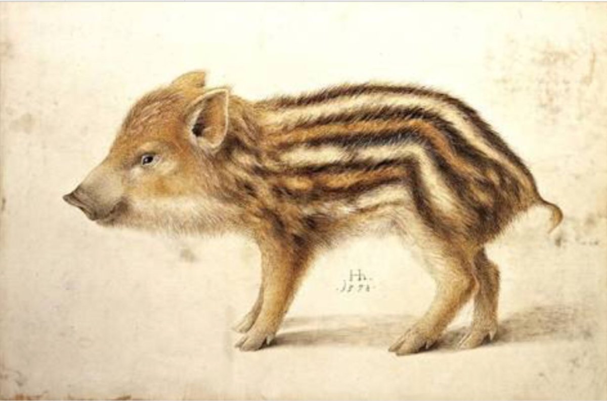 Альбрехт Дюрер кабан