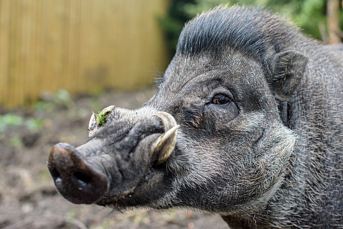 Грибной кабан