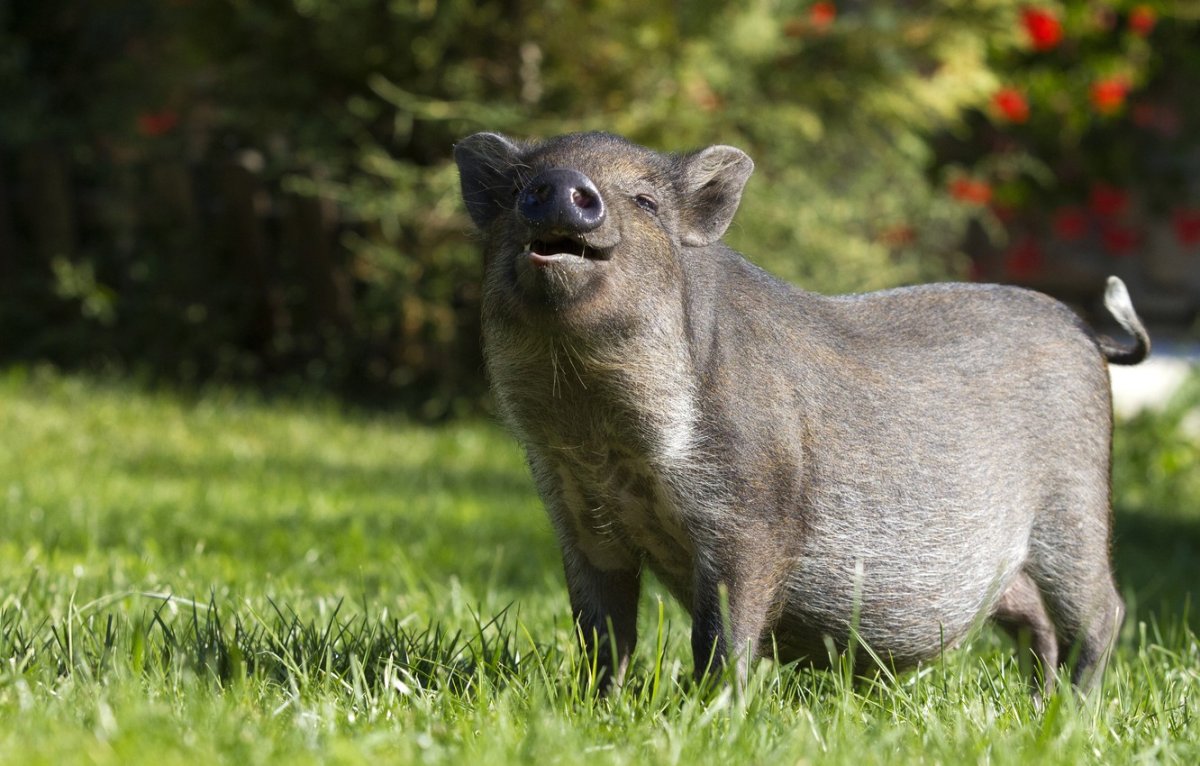 Тростниковый кабан