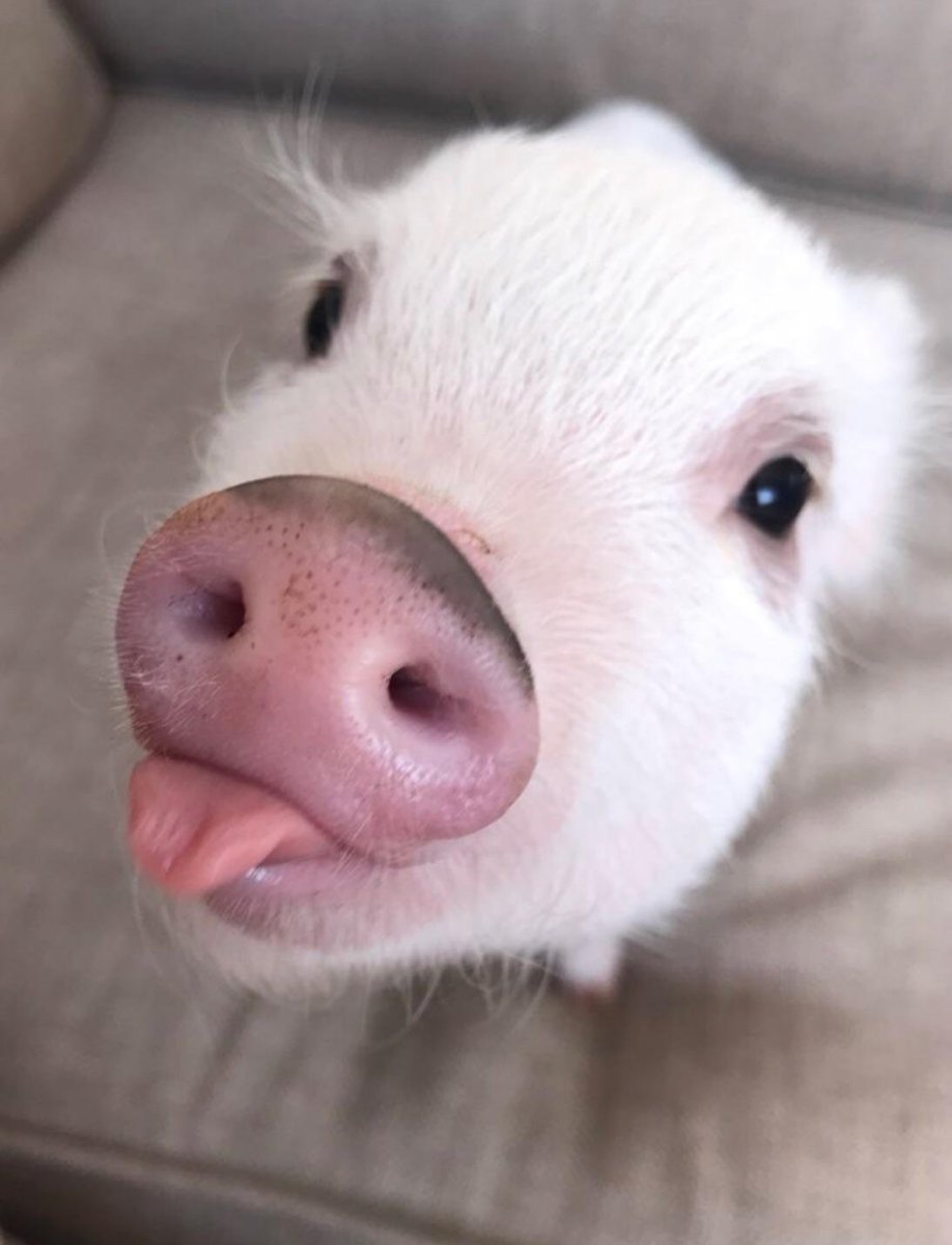 Милые свинки