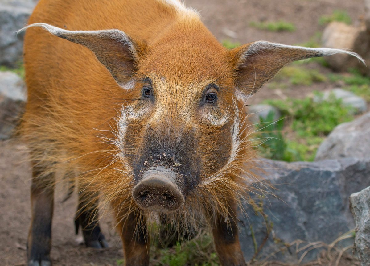 Red River Hog животное
