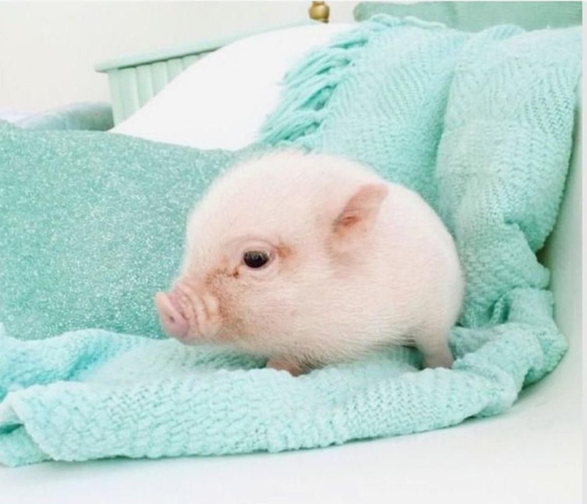 Свинка Пигги