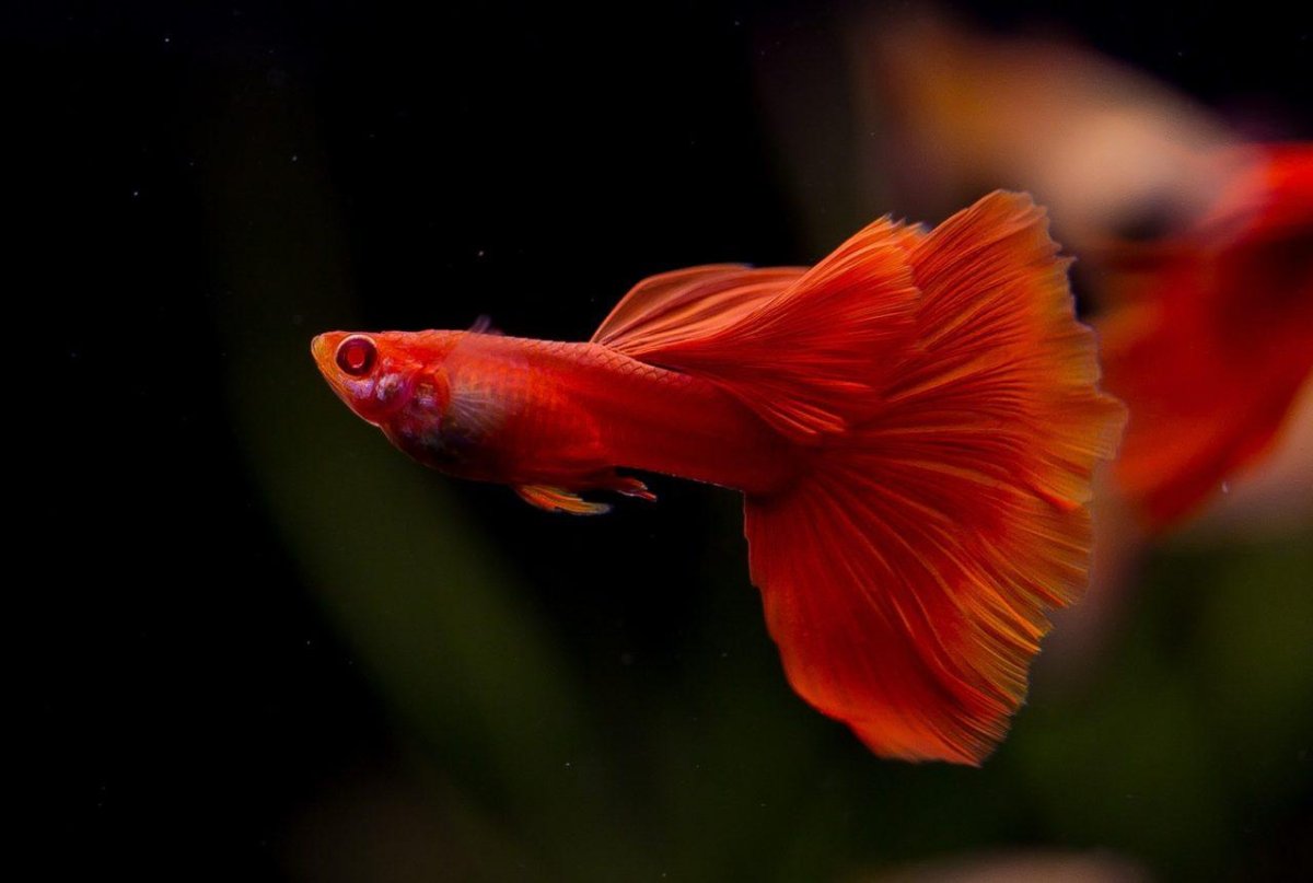 Гуппи глофиш