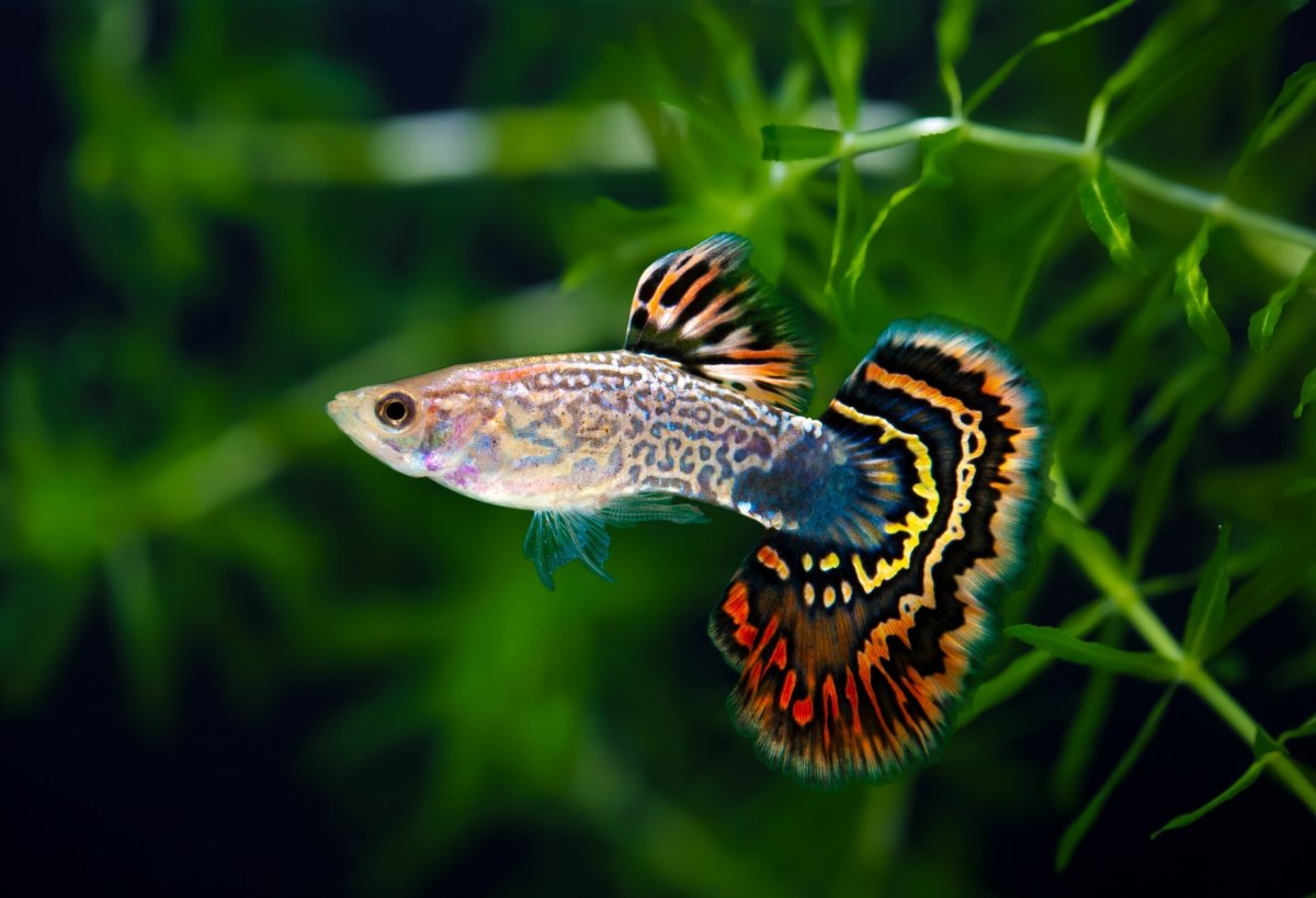 Poecilia reticulata Dragon Guppy