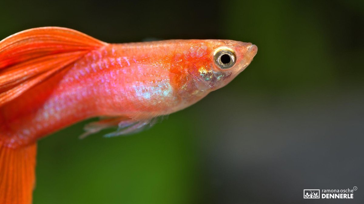 Пецилия Гавайская