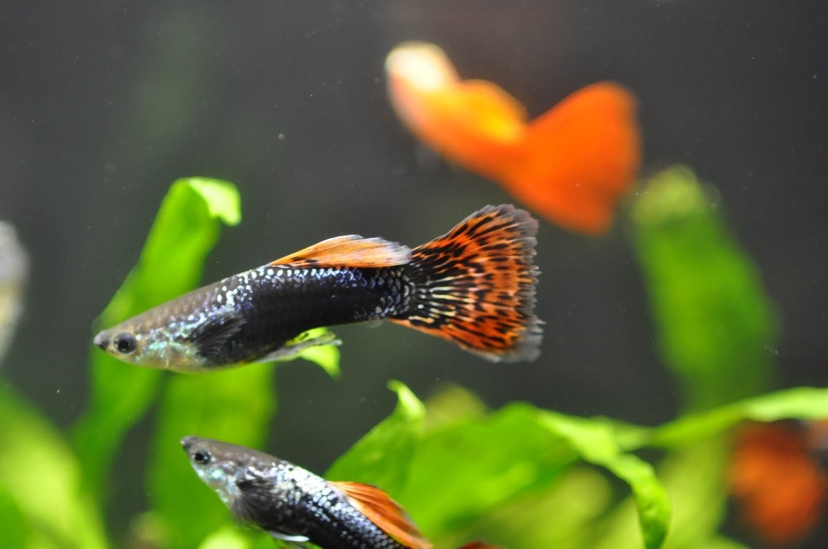 Аквариум с рыбками гуппи
