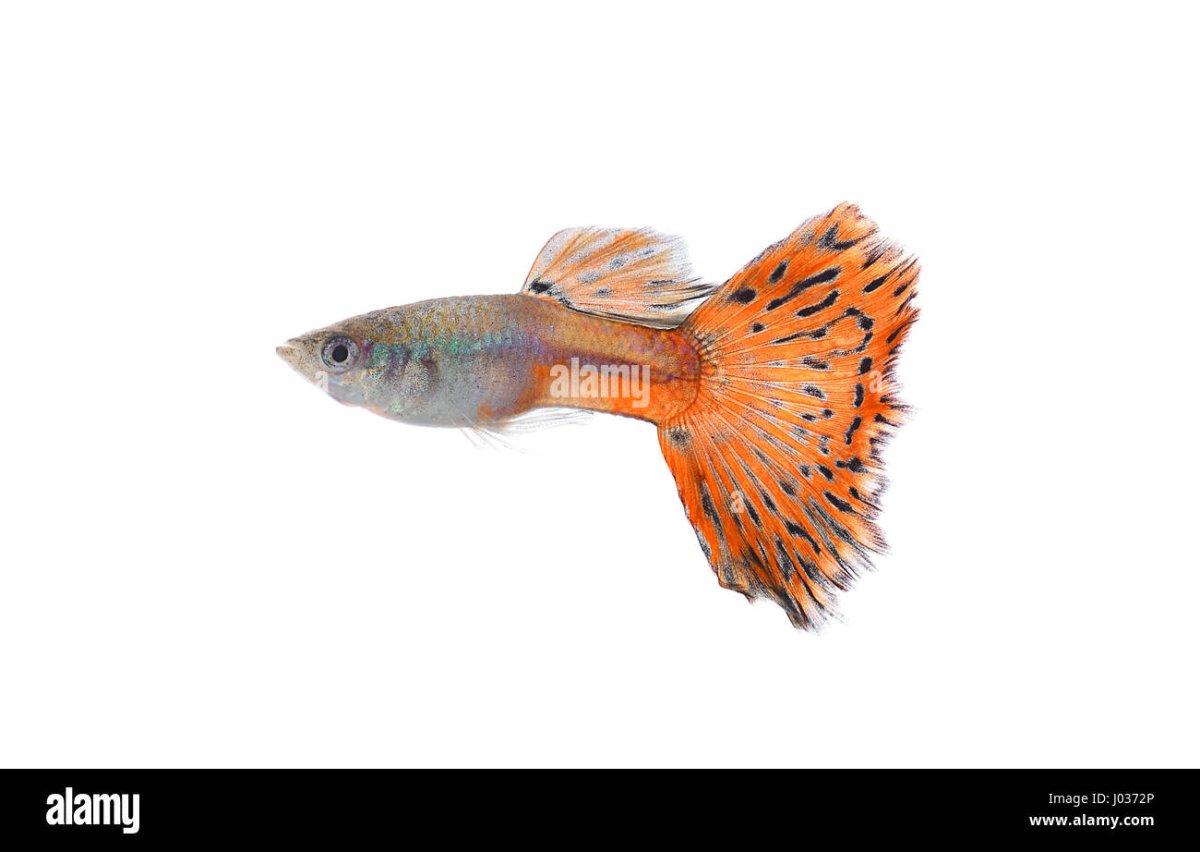 Гуппи белая