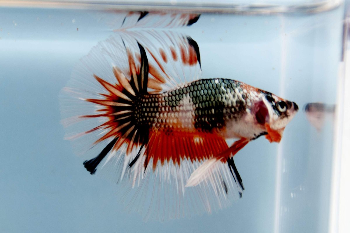 Гуппи аквариумные рыбки