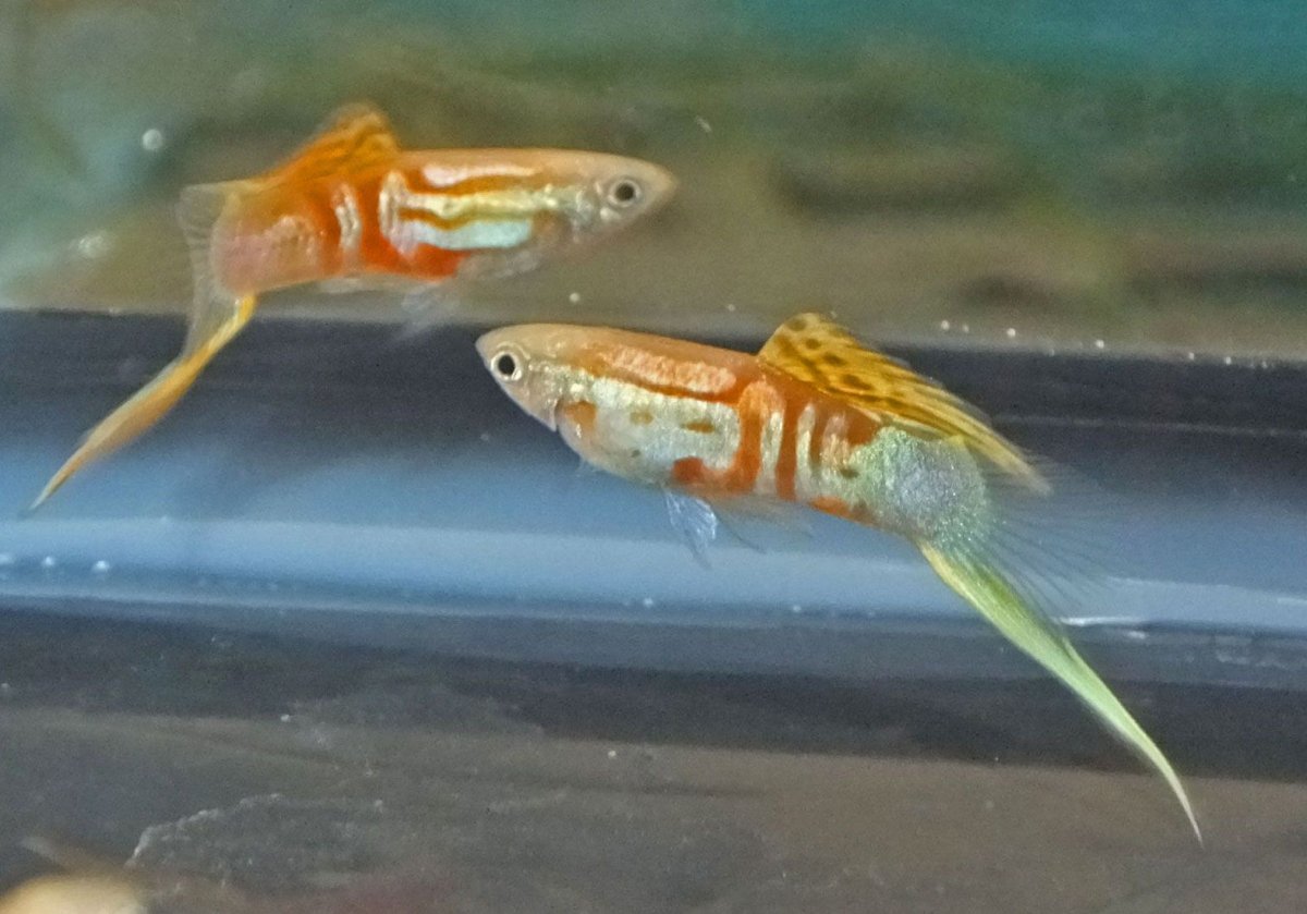 Рыба гуппи разноцветный.