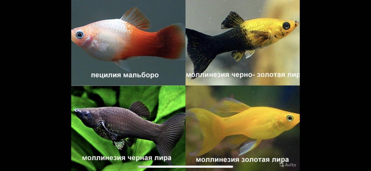 Гуппи Берлинские краснохвостые