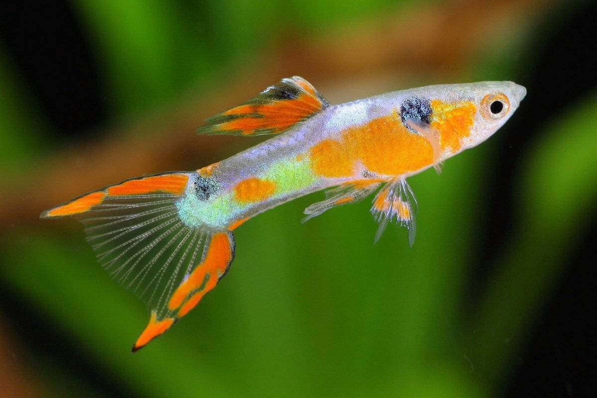 Гуппи красный дракон