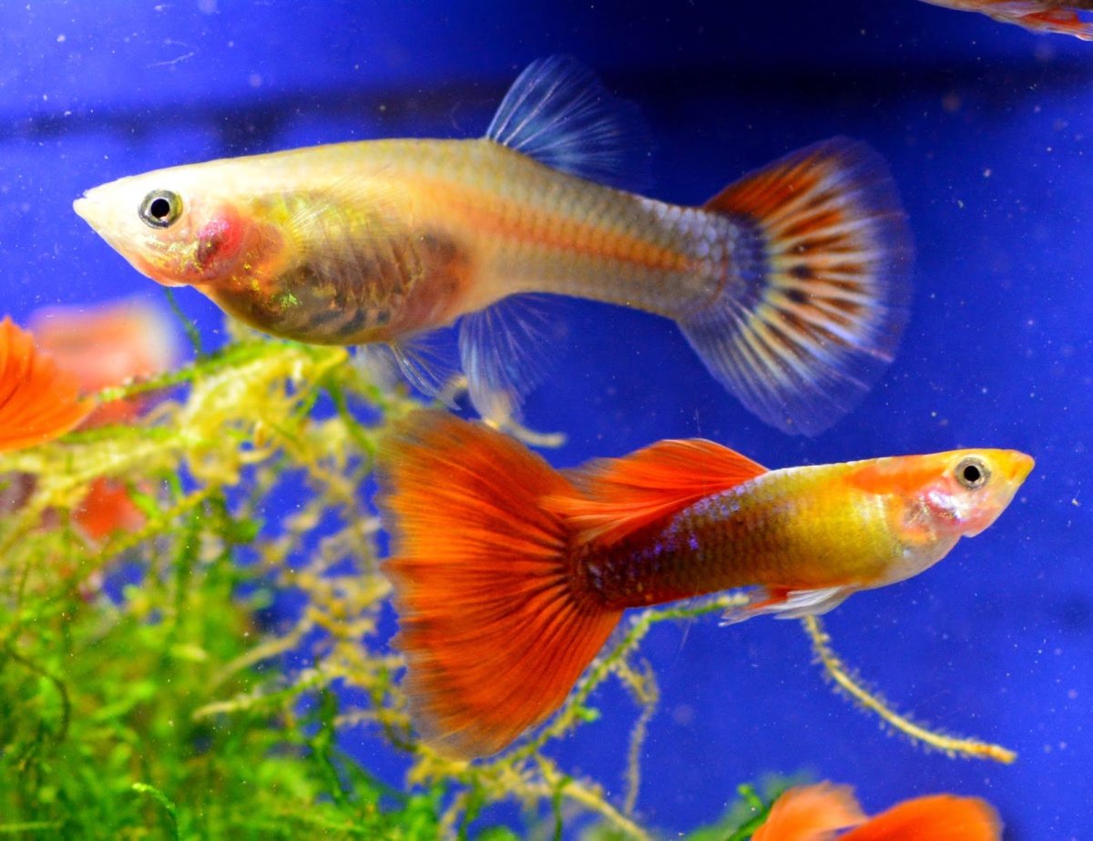 Прозрачные гуппи рыбки