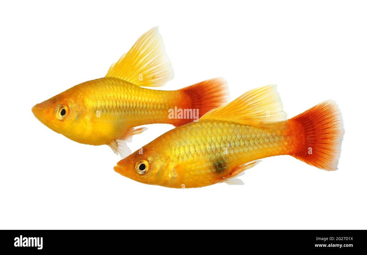 Глофиш рыбки гуппи