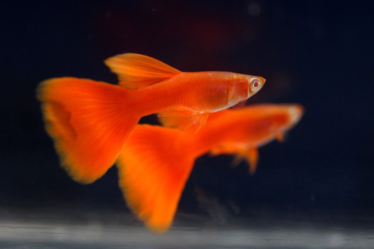 Рыбки гуппи Эндлера