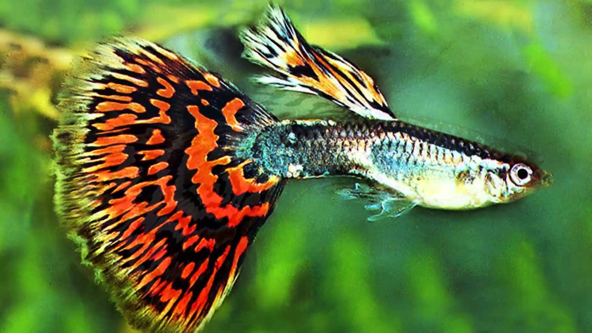 Меченосец рыбка гуппи