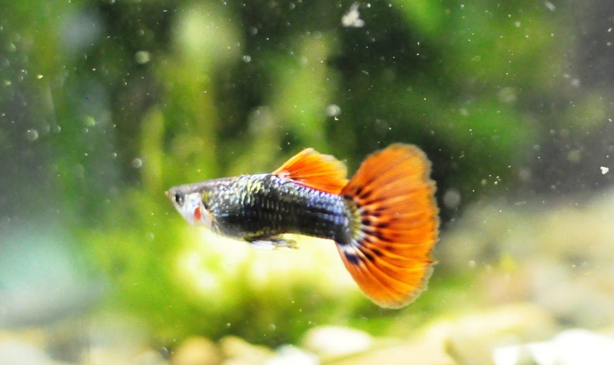 Гуппи флуоресцентные