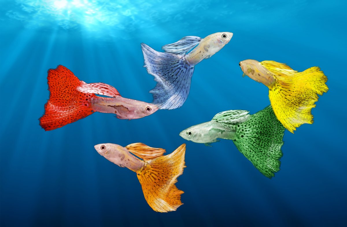 Меченосец оранжевый Комета