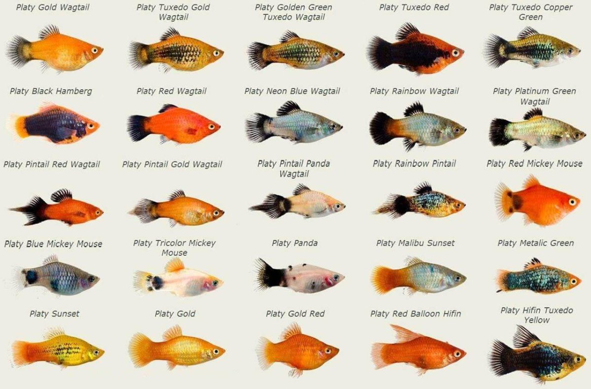 Аквариумные рыбки меченосцы и гуппи