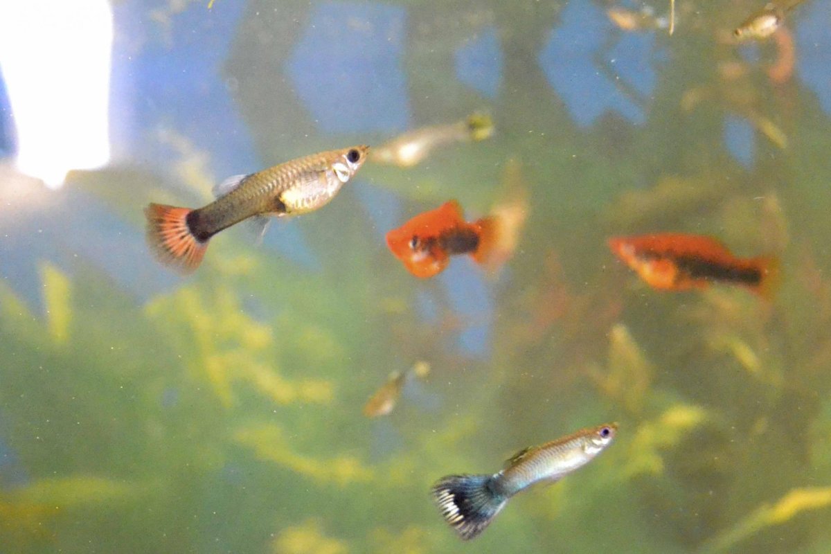 Шрифт Betta RATINGBUSTER