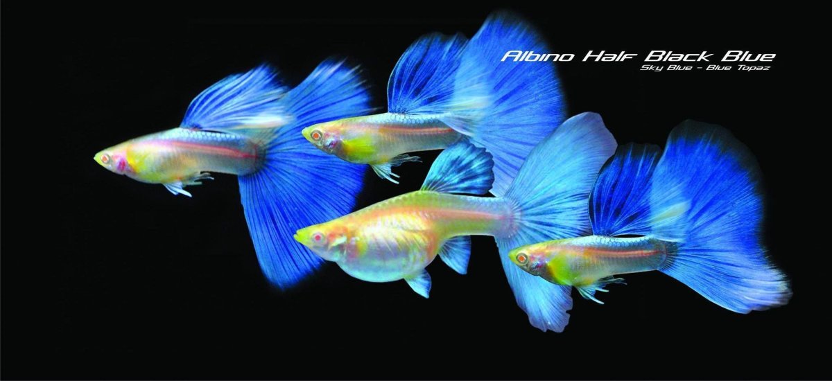 Рыбка гуппи на черном фоне