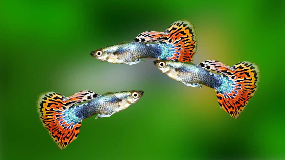 Гуппи желтый дракон