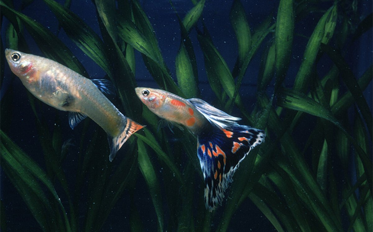 Гибрид гуппи и меченосца