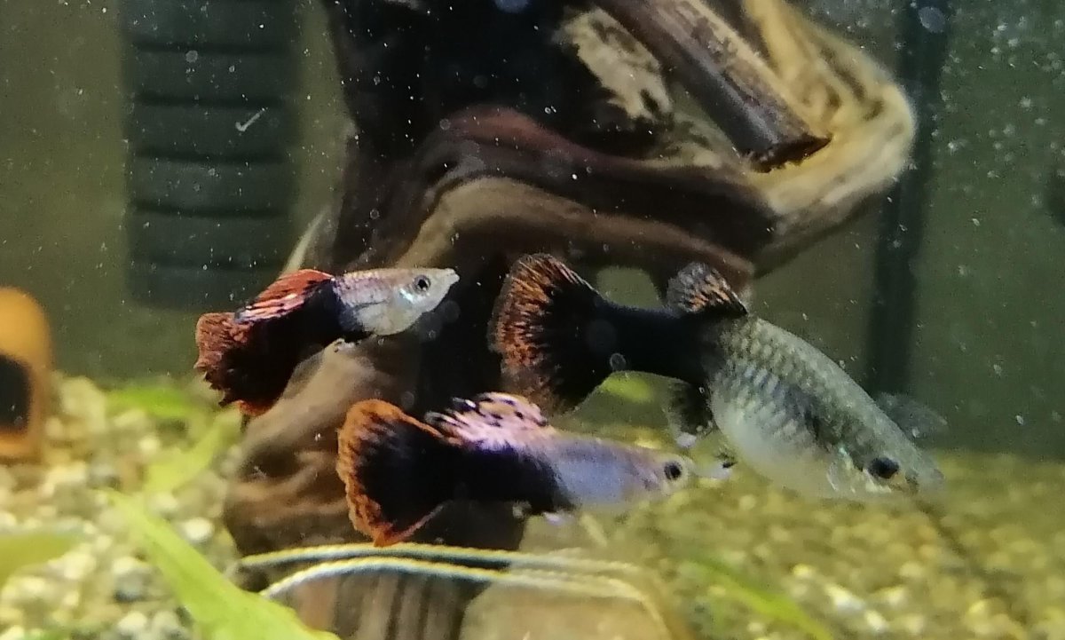 Желтые аквариумные рыбки напоминающие гупиков только побольше