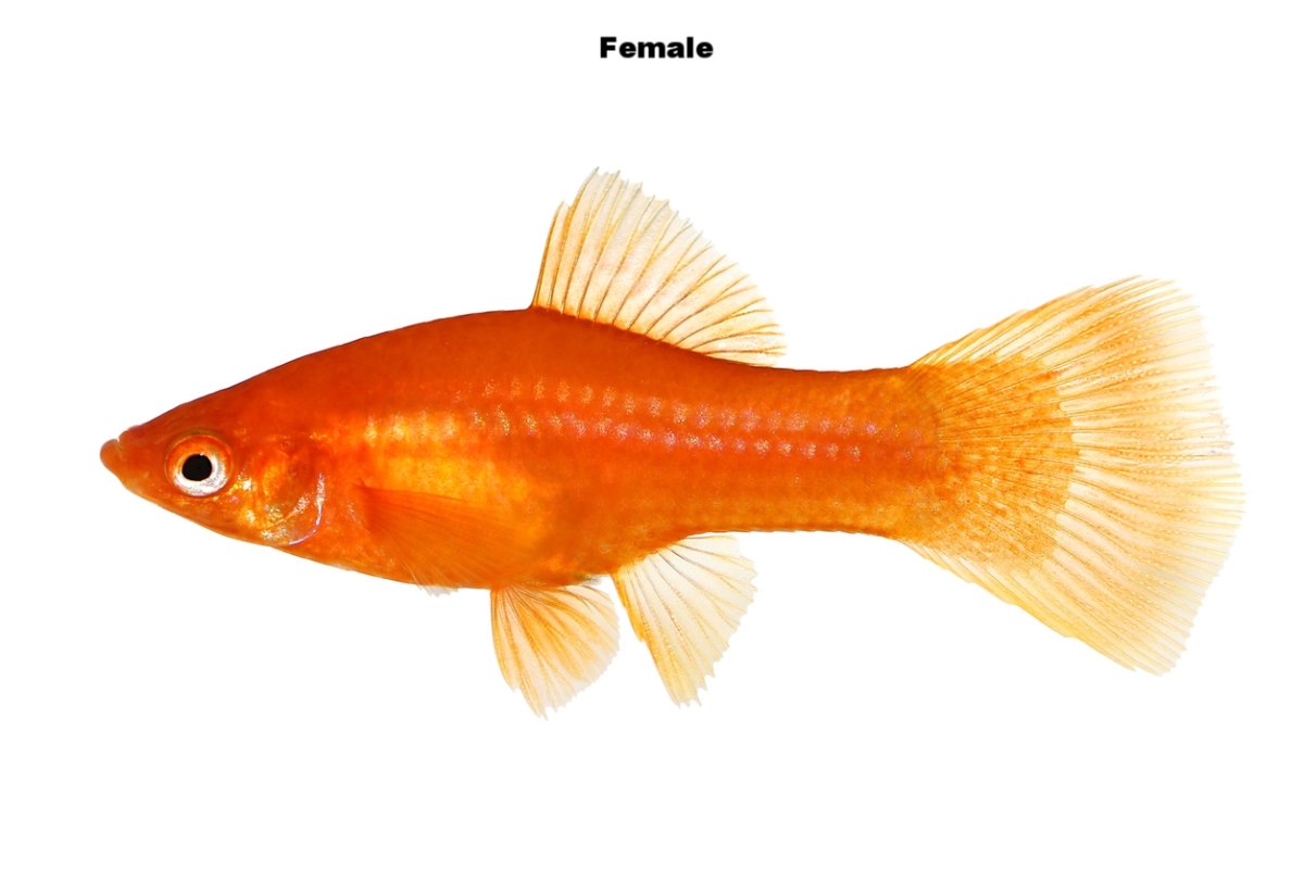 Гуппи кои тукседо