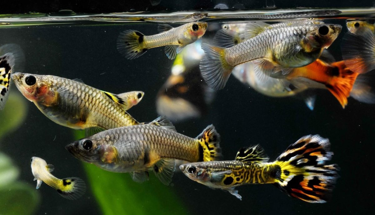 Guppy Fish Elefant Ear