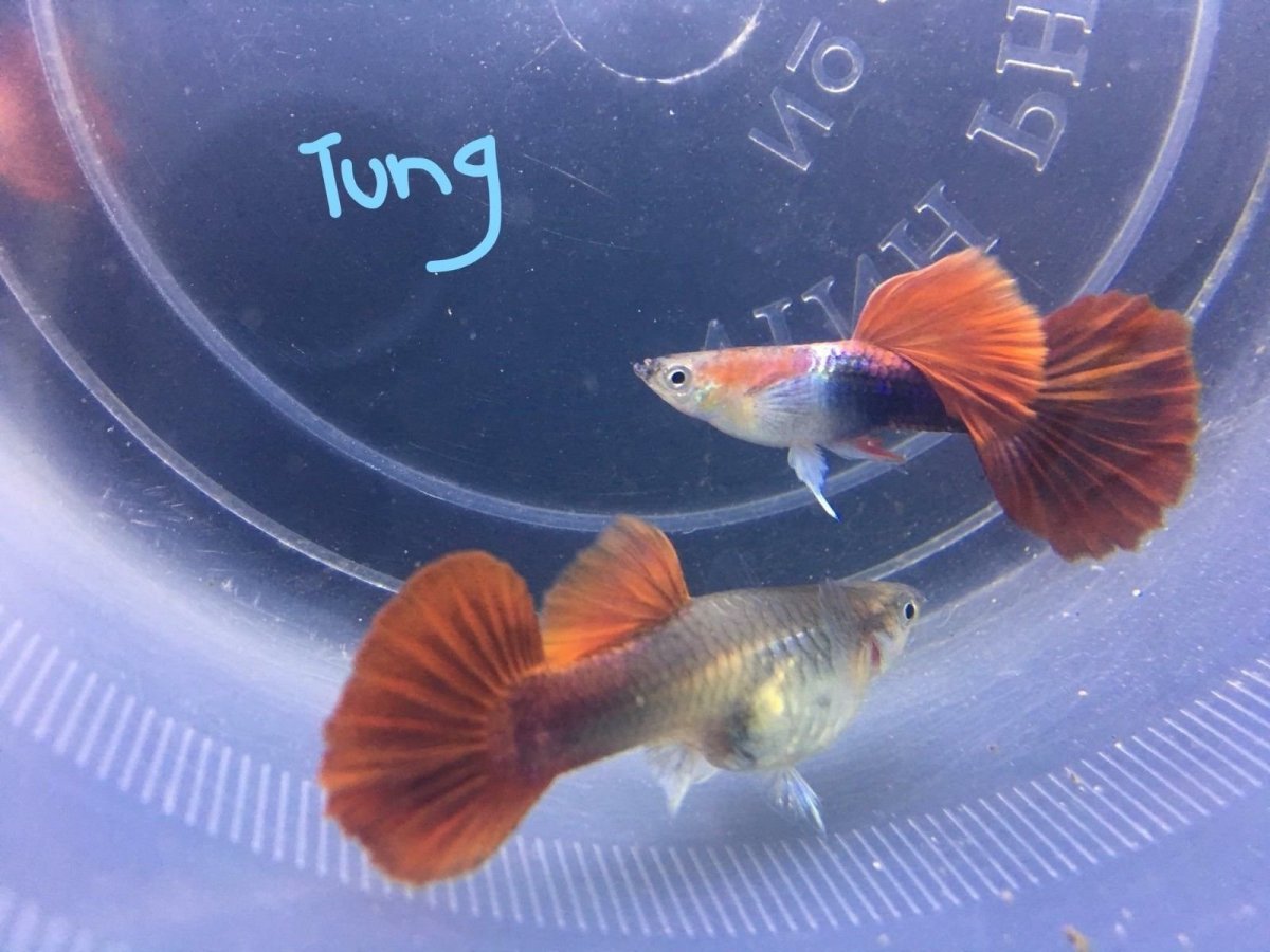 Аква рыбки гуппи