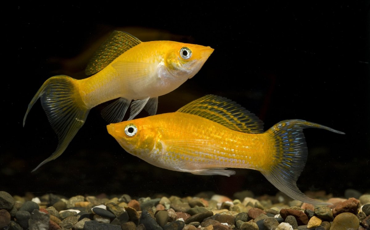 Пецилии аквариумные рыбки